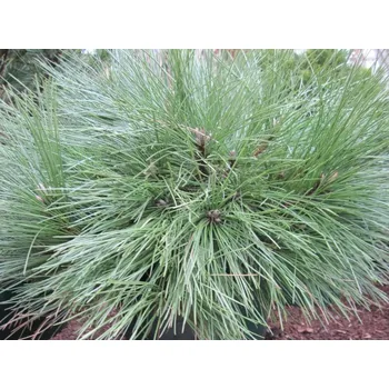 Sazenice Borovice smolná 'Pillnitz' Balení: kontejner C5, Tvar: roubované na kmínku 95-105cm, šířka 20-30cm