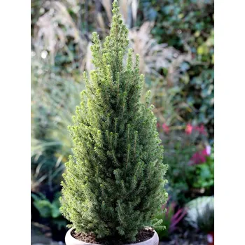 Sazenice Smrk sivý/bílý 'Conica Perfecta' Balení: kontejner C3