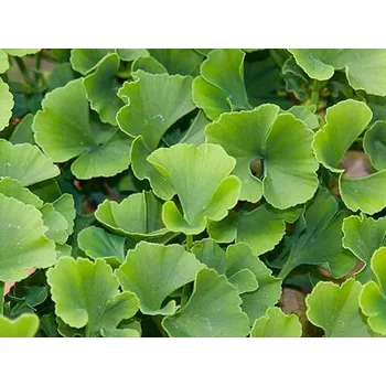 Sazenice Jinan dvoulaločný 'Troll' Balení: kontejner C7,5, Tvar: roubované na kmínku 75-100cm, šířka 20-30cm