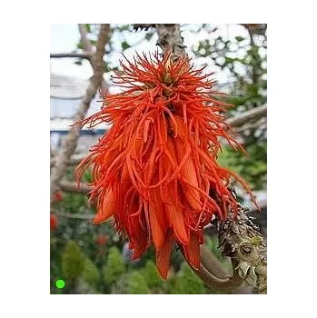 Semeno ERYTHRINA abyssinica "Korálový strom" 3 semena