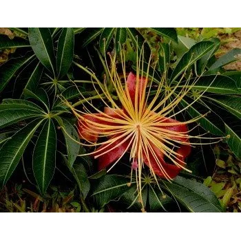 Semeno ADANSONIA madagascariensis "Lahvový strom" 2 semena