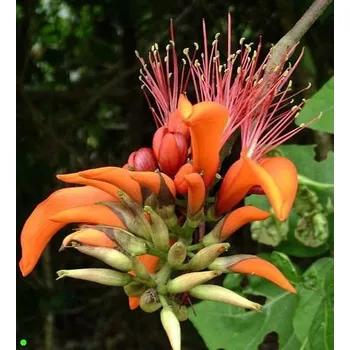 Semeno ERYTHRINA variegata "Korálový strom" 3 semena