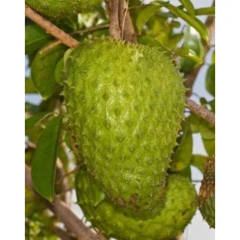 Semeno ANNONA muricata "Soursop" 4 semena