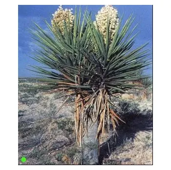 Semeno YUCCA torreyi "Spanish Dagger" 4 semena