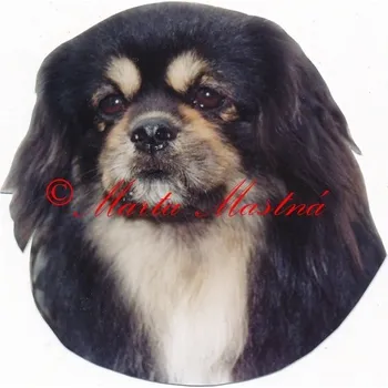 Samolepka tibetský španěl bt archiv