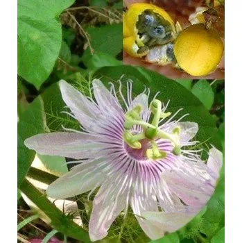 Semeno PASSIFLORA foetida 3 semena