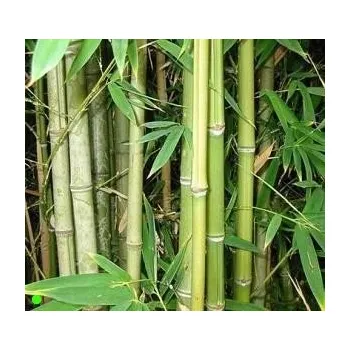 Semeno BAMBUSA bambos ( B. arundinacea) 20 semen