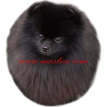 Samolepka špic, pomeranian 572