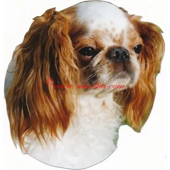 Samolepka King Charles španěl-archiv 543