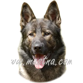 Samolepka německý ovčák vlkošedý 527