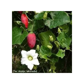 Semeno COCCINIA grandis 3 semena