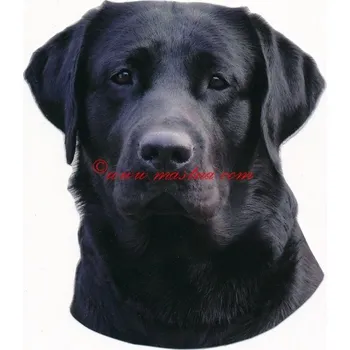Samolepka labrador retriever, retrívr 355