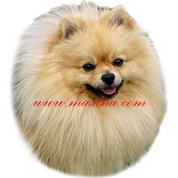 Samolepka špic, pomeranian 526