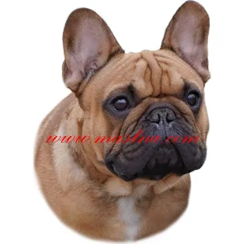 Samolepka francouzský buldoček 428