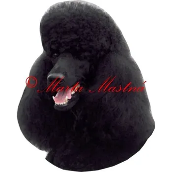 Samolepka pudl archiv 418