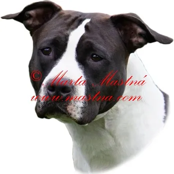 Samolepka staford, pitbul 609