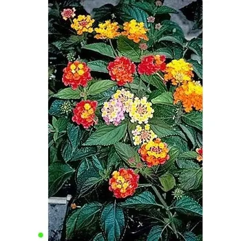 Sazenice LANTANA camara Mix 10 semen