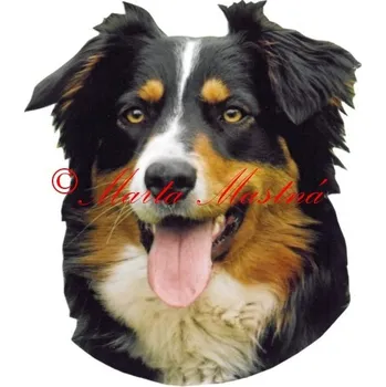 Samolepka australský ovčák archiv 562