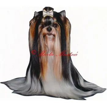 Samolepka biewer, jorkšír, yorkshire teriér 159 - archiv