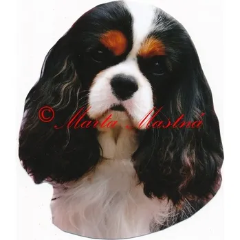 Samolepka kavalír king Charles španěl 384 - archiv