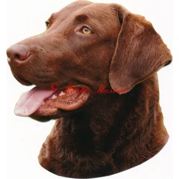 Samolepka chesepeake bay retrívr 512