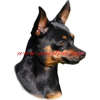 Samolepka pražský krysařík 435