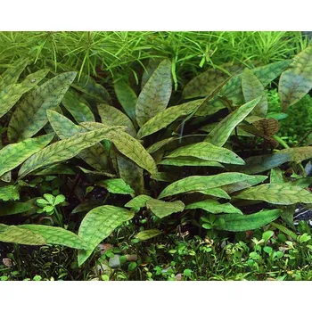 Dekorace do akvária Cryptocoryne Purpurea (IN-VITRO Ø 7 cm)