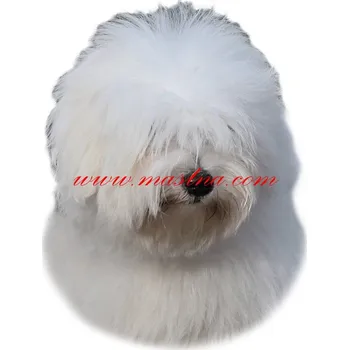 Samolepka coton de Tulear - archiv 378