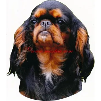 Samolepka King Charles španěl - archiv 386