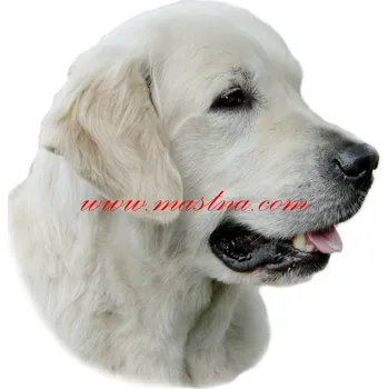 Samolepka zlatý retrívr, golden 553