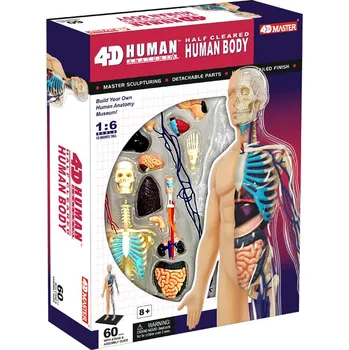 Výuková hračka 4D Master Anatomie člověka 1/2 těla 33 cm