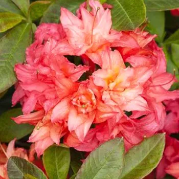 Sazenice AZALKA ´ROSENKOPFCHEN´