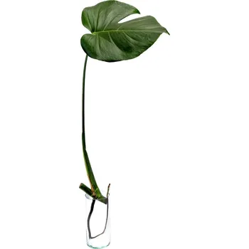 Gardners Monstera deliciosa - řízek k zakořenění Monstera skvostná