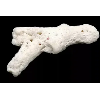 Sběratelství Korál přírodní, 21,4 g, Mexiko