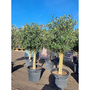 Sazenice Olivovník Evropský - COPA obvod kmene 30/40