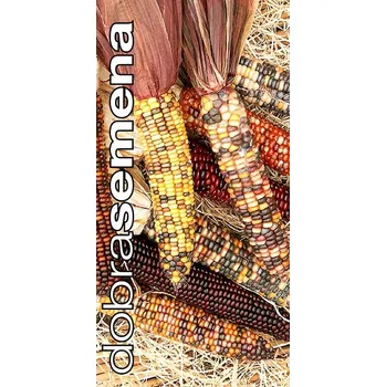 Semeno DOBRÁ SEMENA KUKUŘICE ATTRACTION F1 - okrasná 4 g