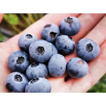 Sazenice Kanadská borůvka 'Fayetteville' Balení: kontejner p9