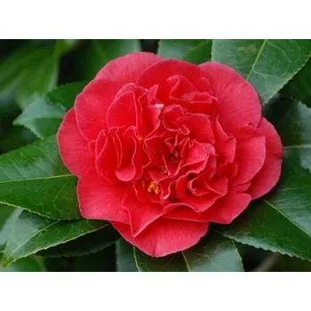 Sazenice Kamélie japonská 'Kramer's Supreme' Balení: kontejner p9-p9,5