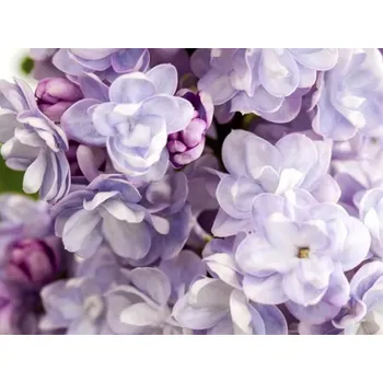 Sazenice Šeřík obecný 'Michel Buchner' Balení: kontejner p9