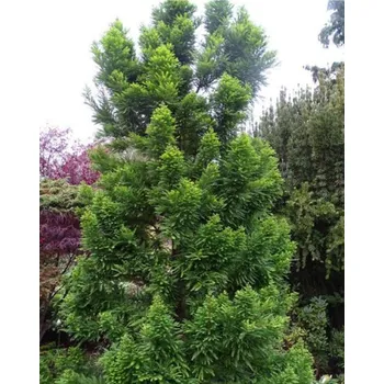 Sazenice Tisovec dvouřadý 'Pevé Minaret' kontejner C2, výška 40-50cm