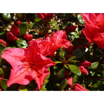 Sazenice Japonská azalka 'Vuyk's Scarlet' Balení: kontejner p9