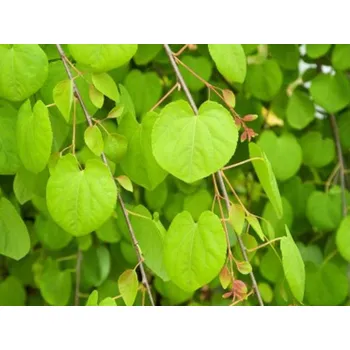 Sazenice Zmarličník japonský 'Pendulum' Balení: kontejner C5-C7,5, Tvar: vyvazováno, výška 100-160cm