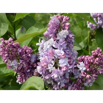 Sazenice Šeřík obecný 'Kolhoznica' Balení: kontejner p9