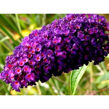 Sazenice Komule Davidova 'Black Knight' Balení: kontejner p9