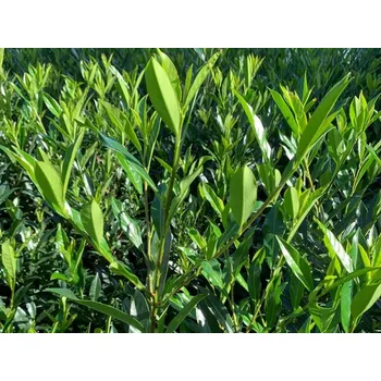 Sazenice Bobkovišeň lékařská 'Otto Supreme' Balení: kontejner p9