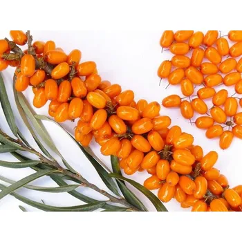 Sazenice Rakytník řešetlákový 'Rosinka' Balení: kontejner p9