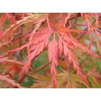 Sazenice Javor dlanitolistý 'Seiryu' Balení: kontejner C3