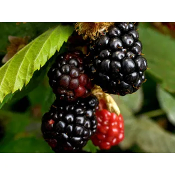 Sazenice Ostružiník 'Ouachita' Balení: kontejner p9