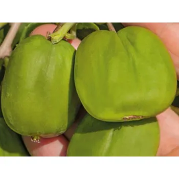 Sazenice Kiwi 'Chang Bai Giant' Balení: kontejner p9