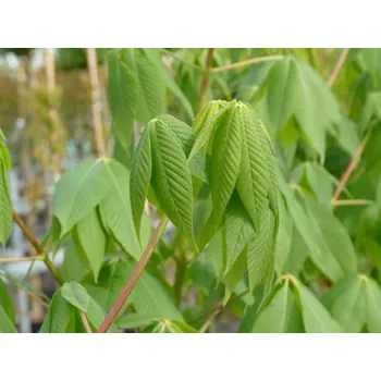 Sazenice Jírovec Arnoldův Balení: kontejner C5, Tvar: výška 160-180cm